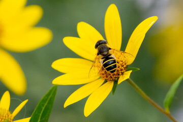 Orange-Spined Drone Fly on a Wildflower
