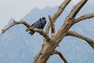 Pair of Common Ravens Snuggle in the Grand Tetons