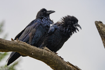 Pair of Common Ravens in the Grand Tetons