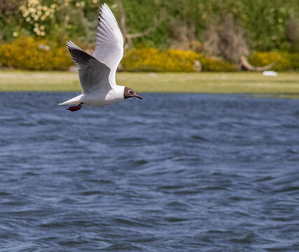 Gaviota de cahuil