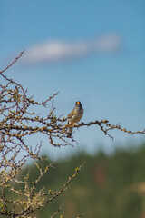 bird in branches