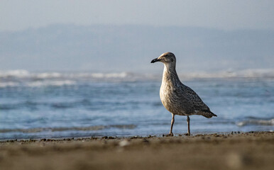 Seagull standing looking at the horizon