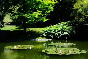 Beautiful water lily Botanical Garden of Villa Carlotta