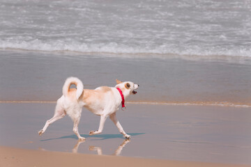 A beige young dog with a red collar runs along the sea