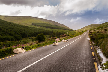 Mountain sheep rest on scenic rural road along the Vee Pass in Knockmealdown mountains, Tipperary.
