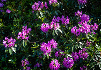 Close up of beautiful blooming purple rhododendron wild flower bushes in the Irish countryside.