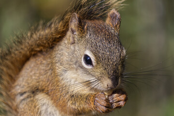 Naklejka na ściany i meble Close up of a Red Squirrel