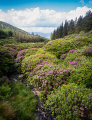 Scenic valley with colourful rhododendron bushes in the Vee, Knockmealdown Mountains, Ireland.