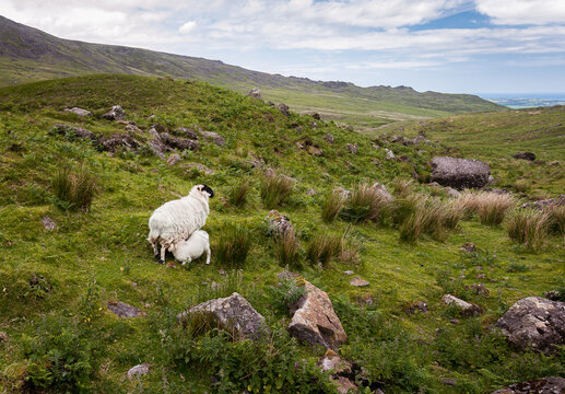 Lamb feeding from mother sheep in rugged landscape near Mahon Falls in Comeragh mountains, Ireland.
