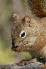 Close up of a Red Squirrel