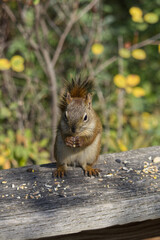Red Squirrel having some Lunch