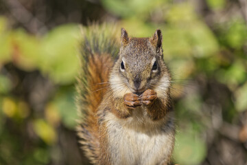 Red Squirrel having some Lunch