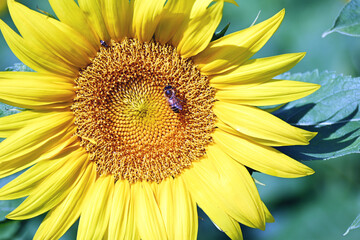 Sunflower and Bee