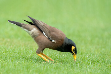 Beautiful common myna or Indian myna (Acridotheres tristis) walking in green grass