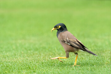 Beautiful common myna or Indian myna (Acridotheres tristis) walking in green grass