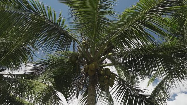palm and coconuts background on the beach