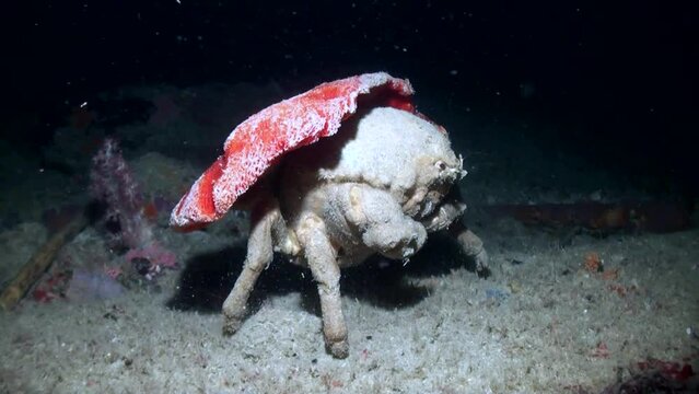 
Large Sponge Crab (Dromiidae) with Red Sponge at Night - Philippines