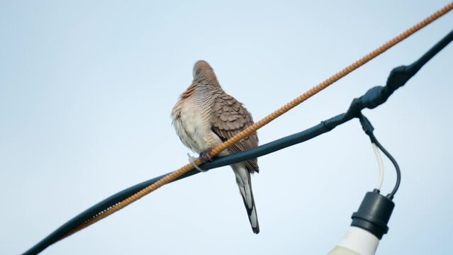 Zebra Dove or Barred Dove (Geopelia striata) Preening Perched on Electrical Wire with Light Bolb Against Sky