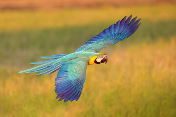 Macaw parrot fly in dark green vegetation. Scarlet Macaw, Ara macao, in tropical forest	