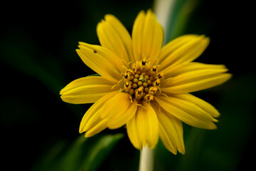 single macro photo yellow flower