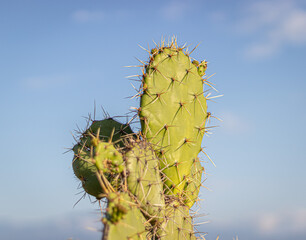 cactus in the desert