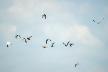 birds in the sky