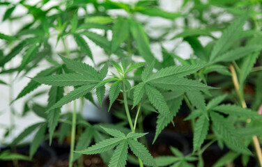 Cannabis marijuana plant for medicine ingredient in ulternative