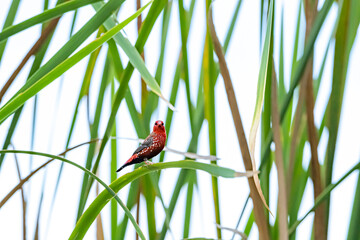The Red Avadavat on a branch in nature