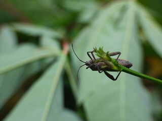 close up of bug on the green leaf