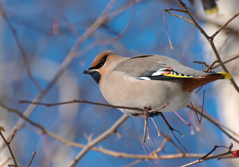 A Waxwing sits on a branch on a sunny winter morning. Western Siberia. Russia