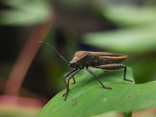 close up of bug on the green leaf