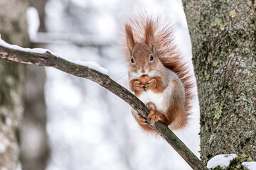 furry red squirrel sitting on a tree and holding a nut © Mr Twister