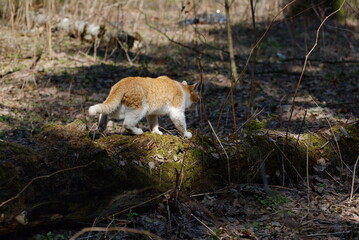 Naklejka premium A red-haired cat goes about his business in the forest. Moscow region. Russia