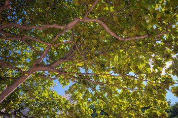 Tree Canopy with Green Leaves and Blue Sky Above.