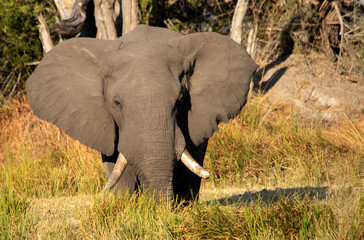 Elephant flaps its ears as a warning sign