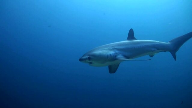 
Pelagic Thresher shark (Alopias pelagicus) Near Drop off - Philippines