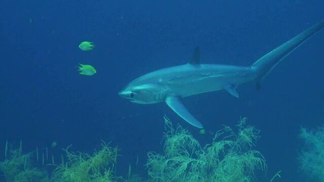 
Pelagic Thresher shark (Alopias pelagicus) in Deep Water - Philippines