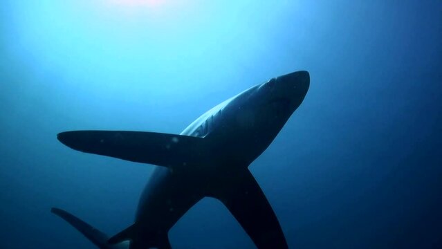 
Pelagic Thresher shark (Alopias pelagicus) Swimming Overhead- Philippines