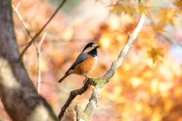 留鳥のヤマガラ