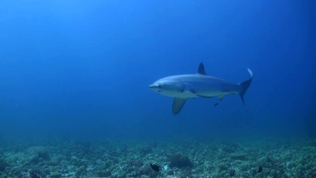 
Pelagic Thresher shark (Alopias pelagicus) in Shallow Water- Philippines