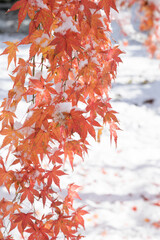 雪と紅葉