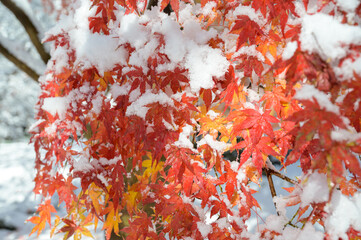 雪と紅葉