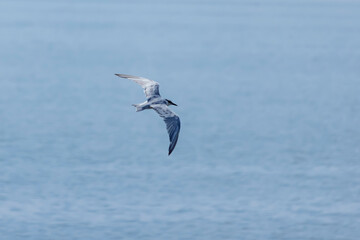 The Tern flying on the sky