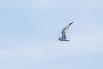 Fototapeta na wymiar The Tern flying on the sky