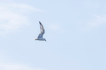 The Tern flying on the sky