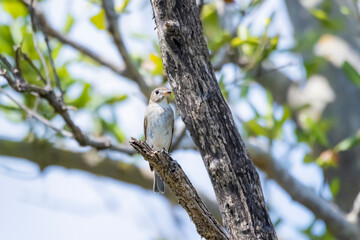 The Taiga Flycatcher on a branch