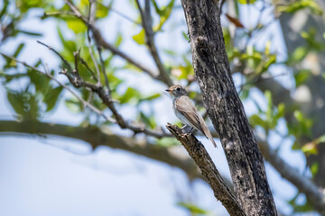 The Taiga Flycatcher on a branch