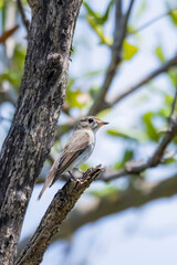 The Taiga Flycatcher on a branch