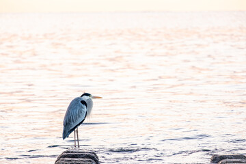 海岸に佇むアオサギ