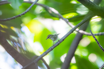 The Yellow-browed Leaf Warbler  on a branch